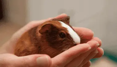 guinea pig in hand