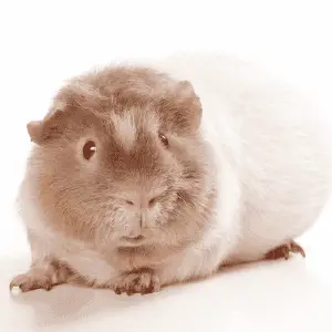 Himalayan guinea pig breed