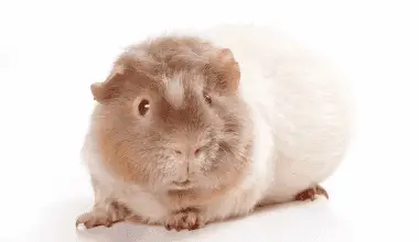 Himalayan guinea pig breed