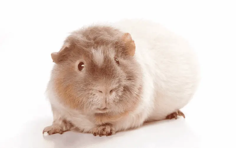 Himalayan guinea pig breed