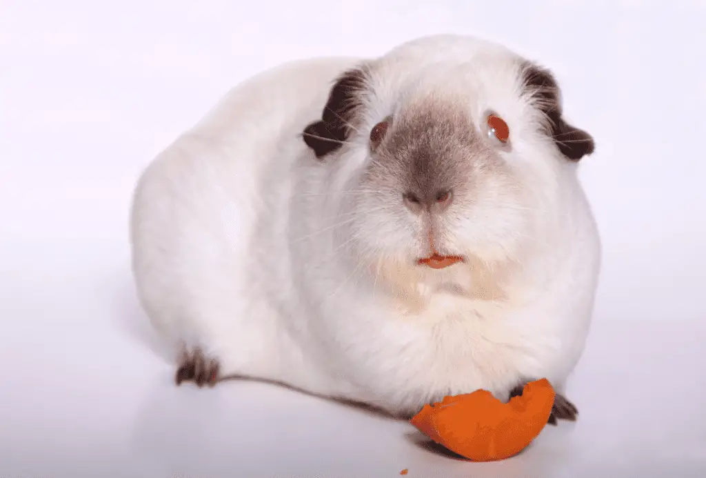 Himalayan guinea pig eating carrot