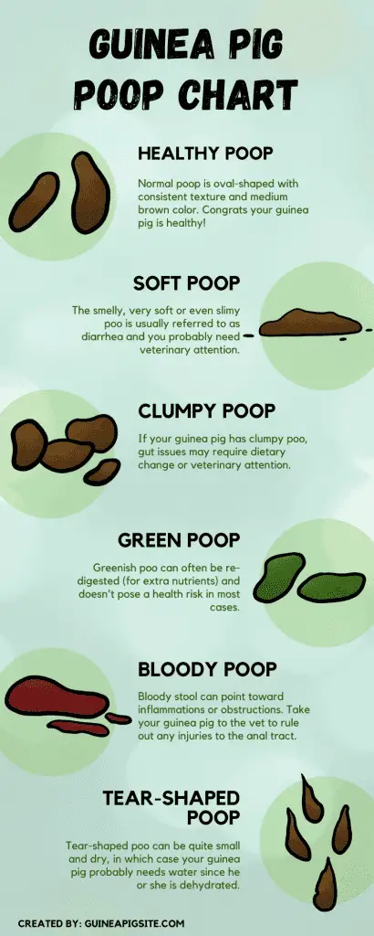 Guinea Pig Poop Chart - Everything You Need To Know - Guinea Pig Site