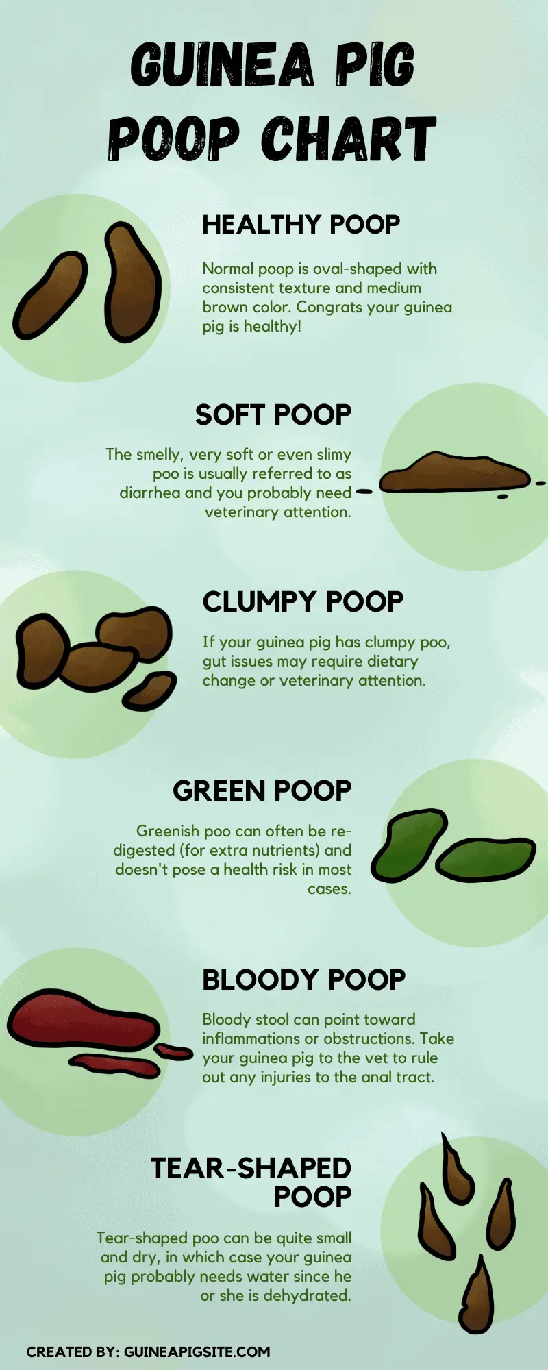 Guinea Pig Poop Chart - Everything You Need To Know - Guinea Pig Site