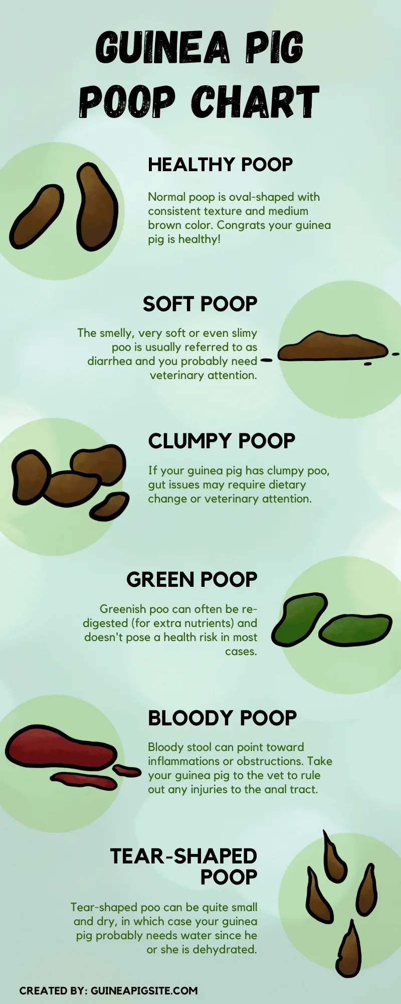 Hamster Poop Chart | atelier-yuwa.ciao.jp