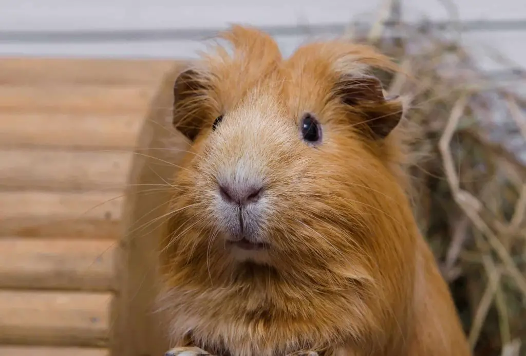 Brown guinea pig