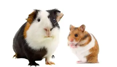 guinea pig and hamster