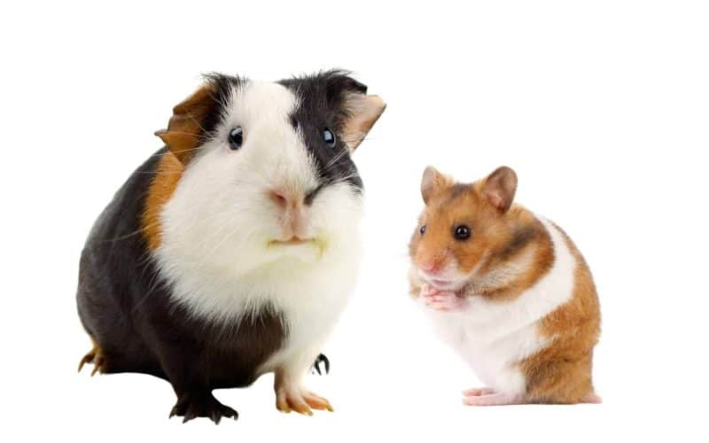 guinea pig and hamster