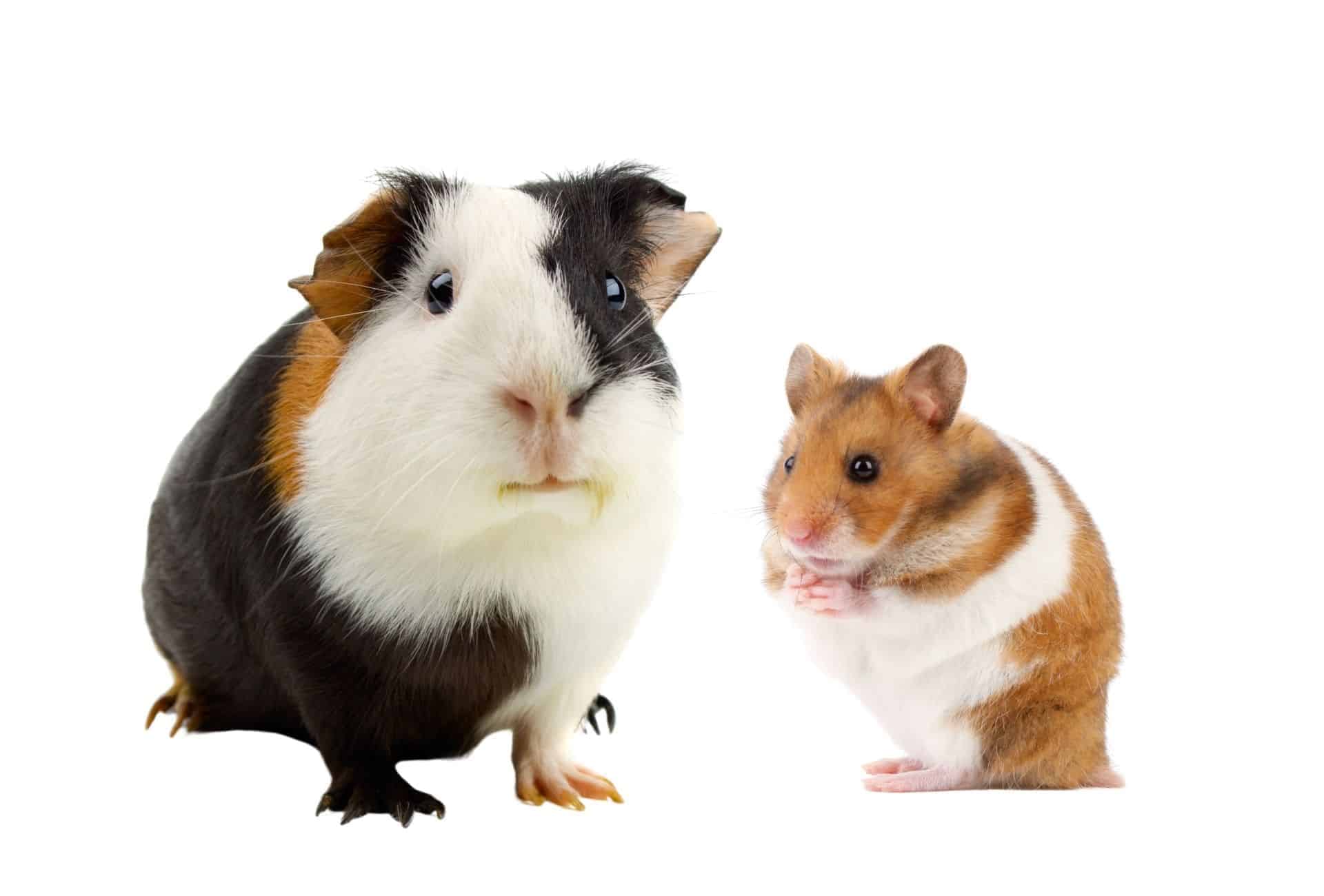 Guinea Pig Vs Hamster Which Is Right For You Guinea Pig Site
