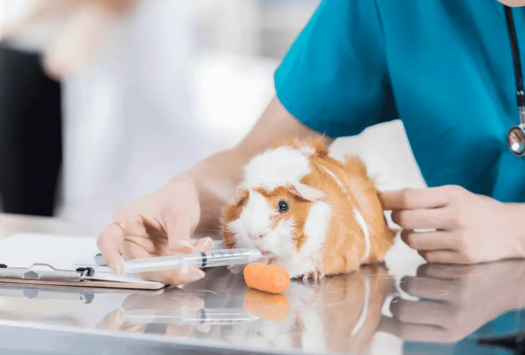 Guinea Pig Bloat Causes & Treatment Guinea Pig Site