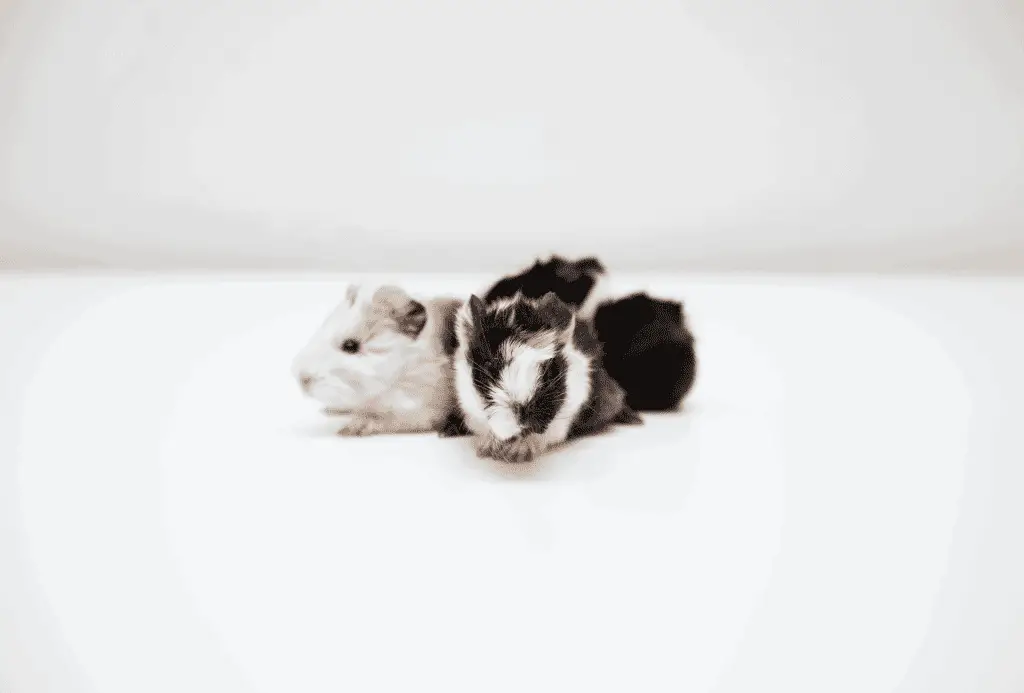 Tiny baby guinea pigs