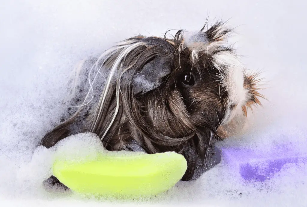 Clean guinea pig