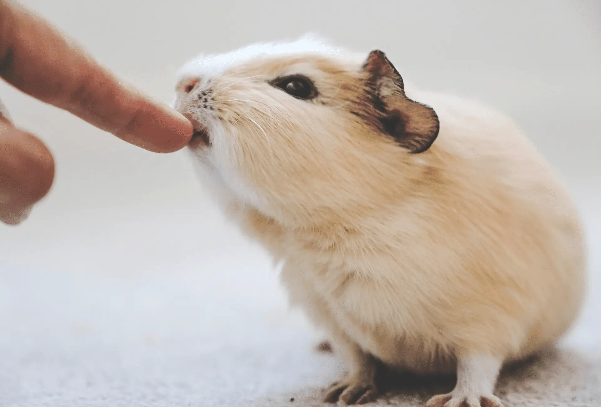 guinea pig biting finger