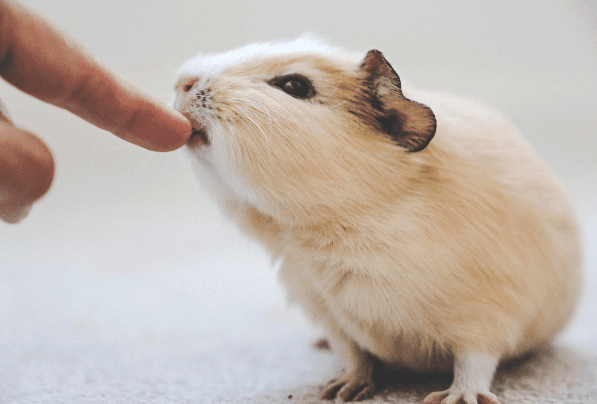 do-guinea-pigs-bite-and-how-hard-can-they-bite-precisely-pets