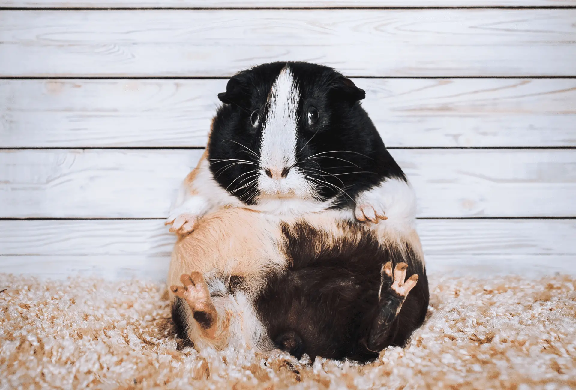 guinea pig with bloated belly