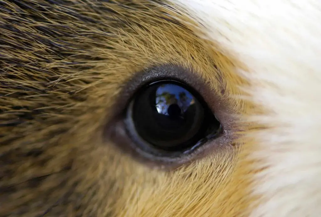 Guinea Pig Eye Infection What You Should Do? Guinea Pig Site
