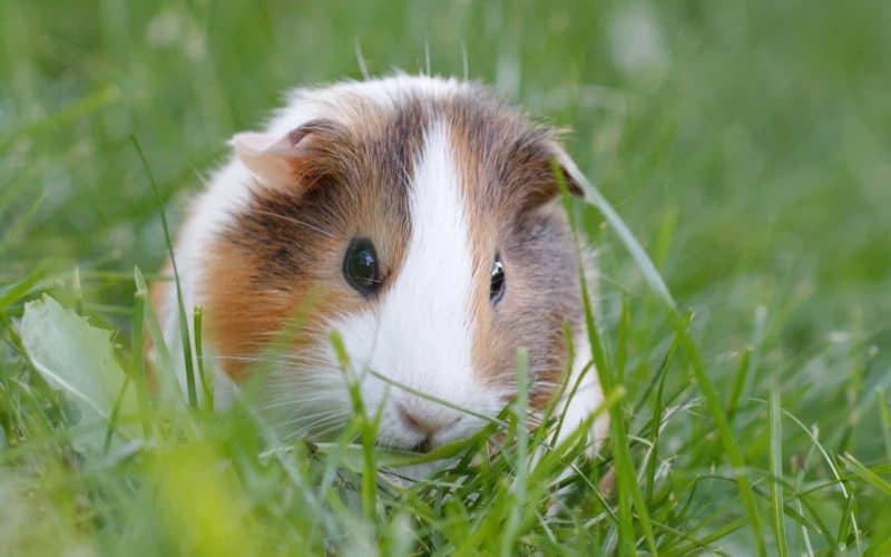 Guinea Pig Eye Infection What You Should Do? Guinea Pig Site