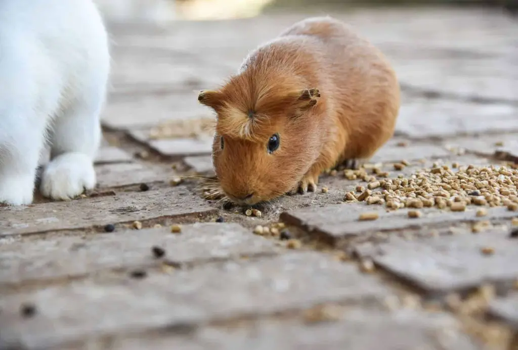 Guinea Pig Eye Infection What You Should Do? Guinea Pig Site