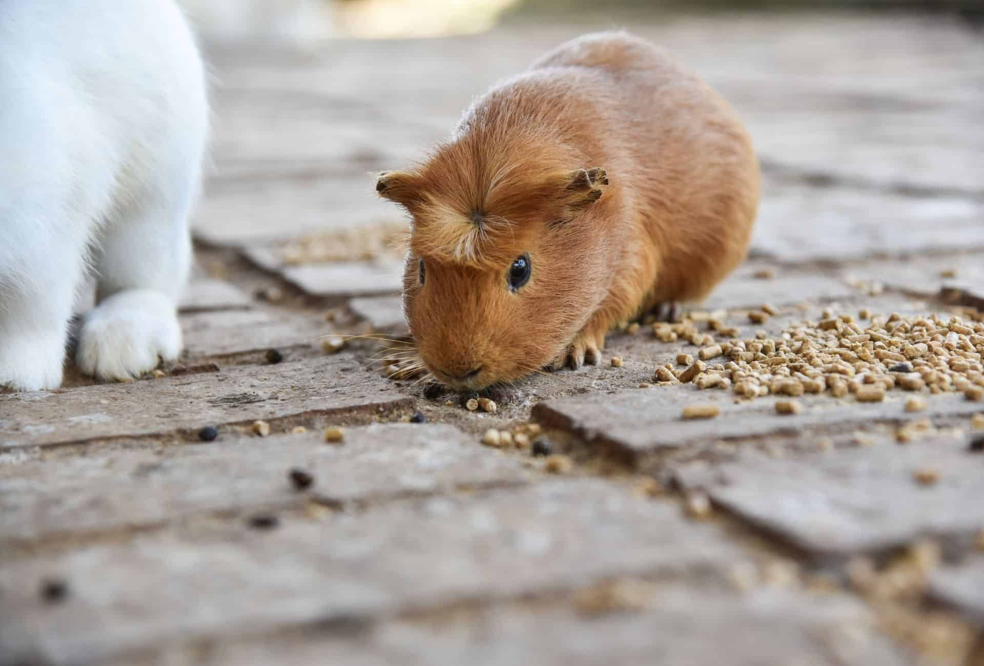 Guinea Pig Eye Infection What You Should Do? Guinea Pig Site