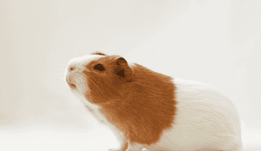 guinea pig smelling