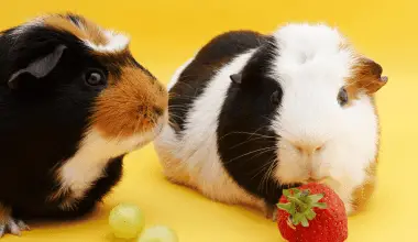 guinea pigs eating grapes