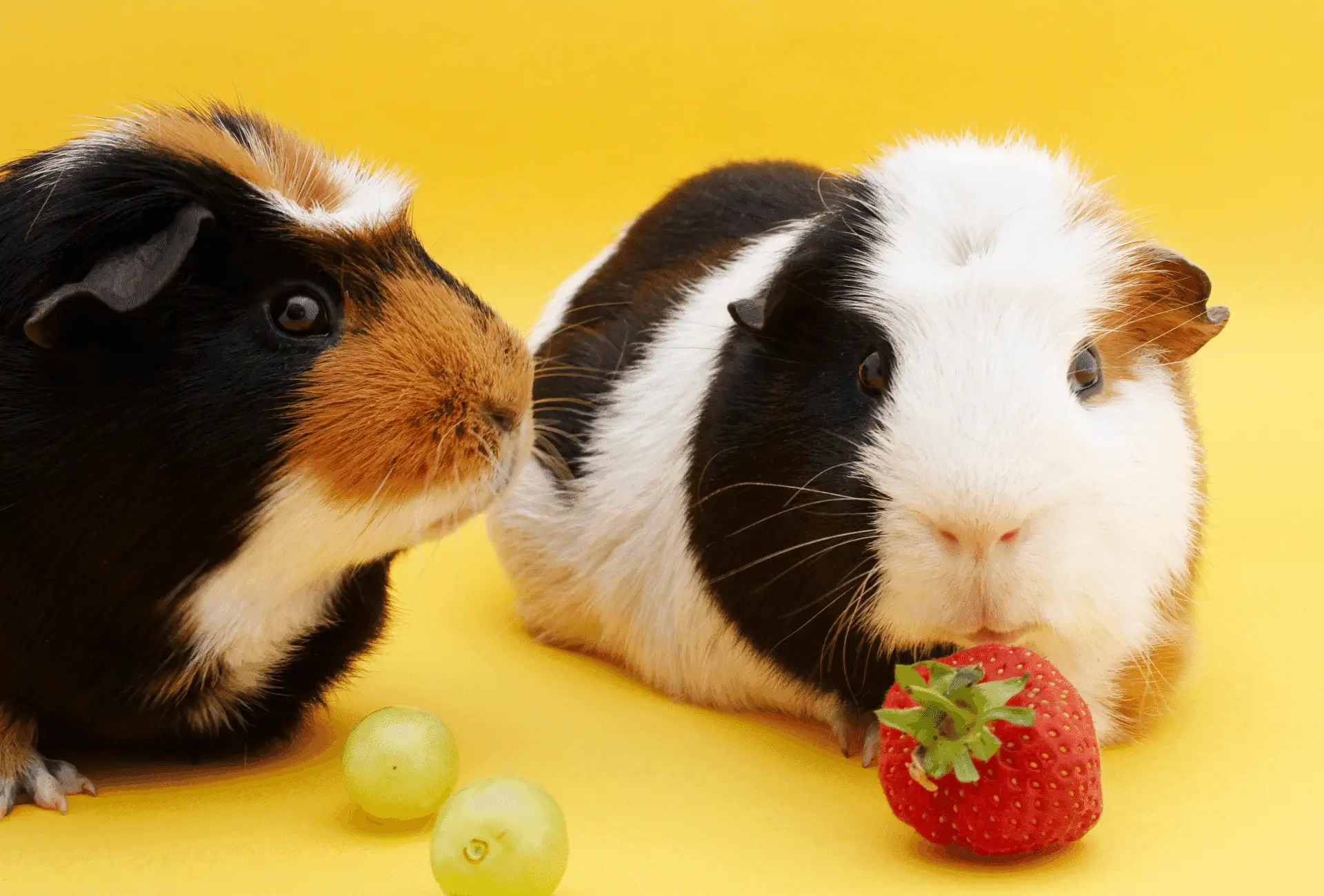 guinea pigs eating grapes