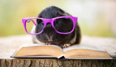 guinea pig with glasses and a book