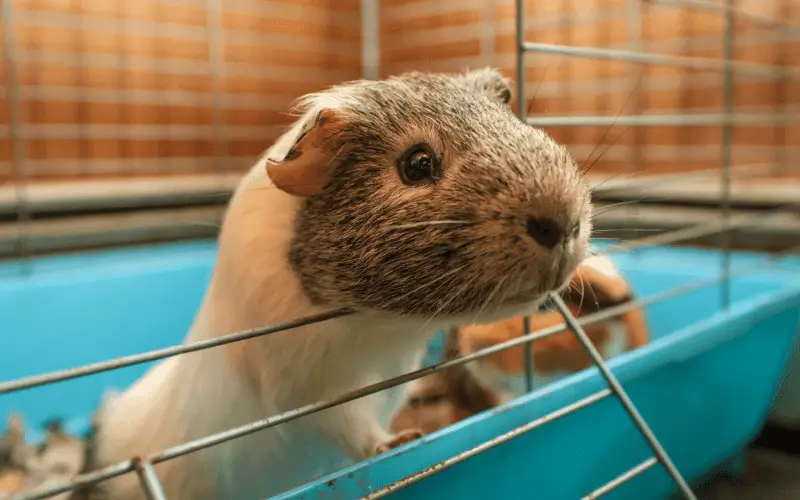 guinea pig smell bad