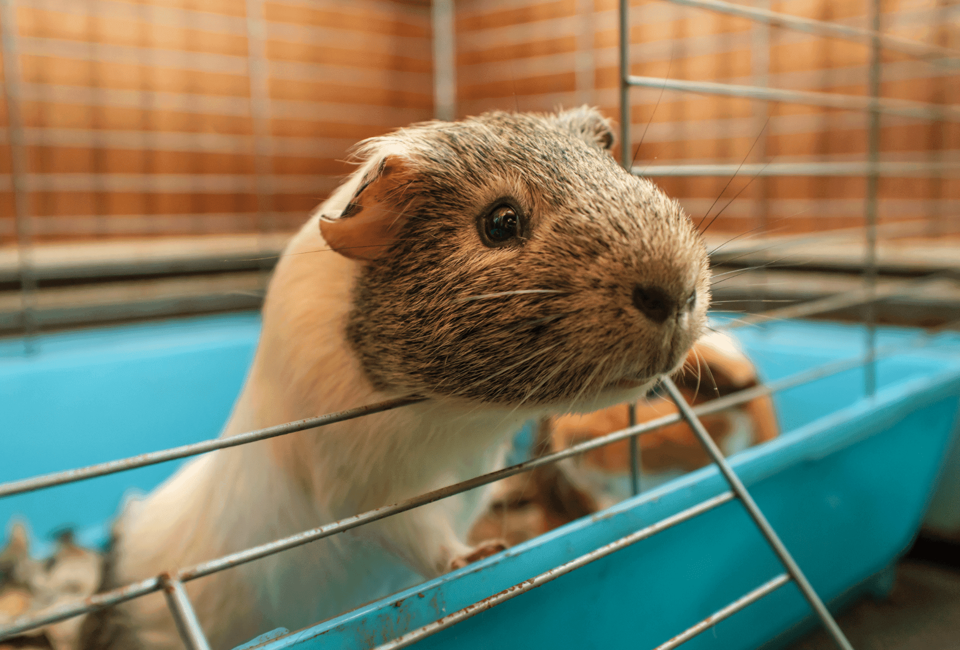 Do Guinea Pigs Smell Everything You Need To Know Guinea Pig Site Do Guinea Pigs Smell Everything You Need To Know Guinea Pig Site