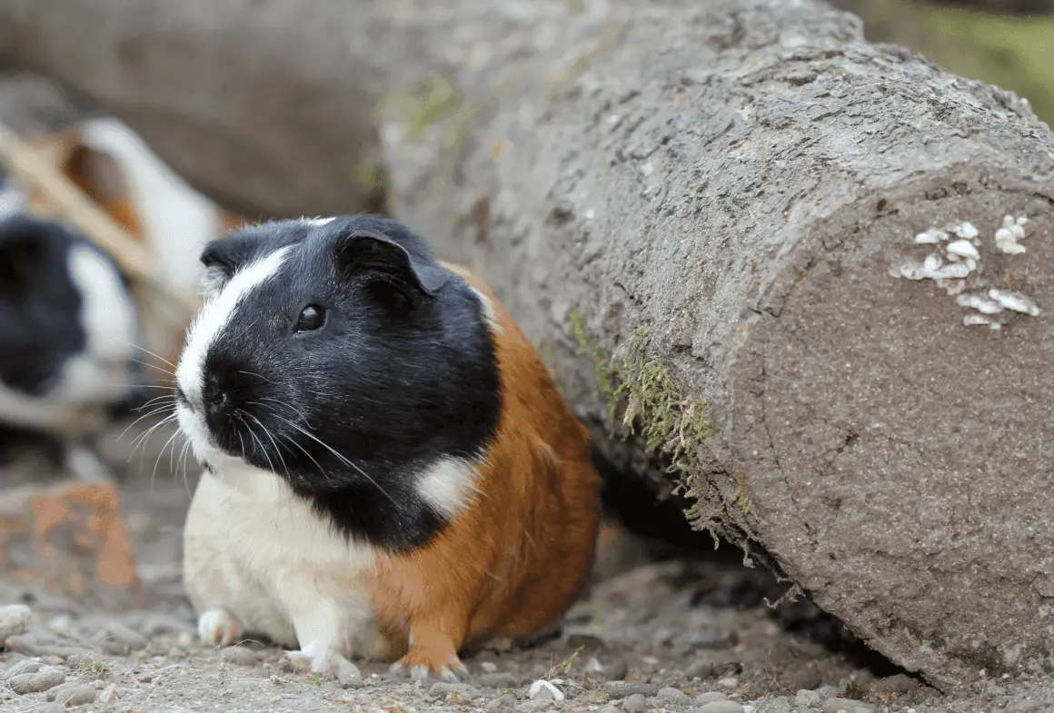 Guinea Pig Bloat Causes & Treatment Guinea Pig Site