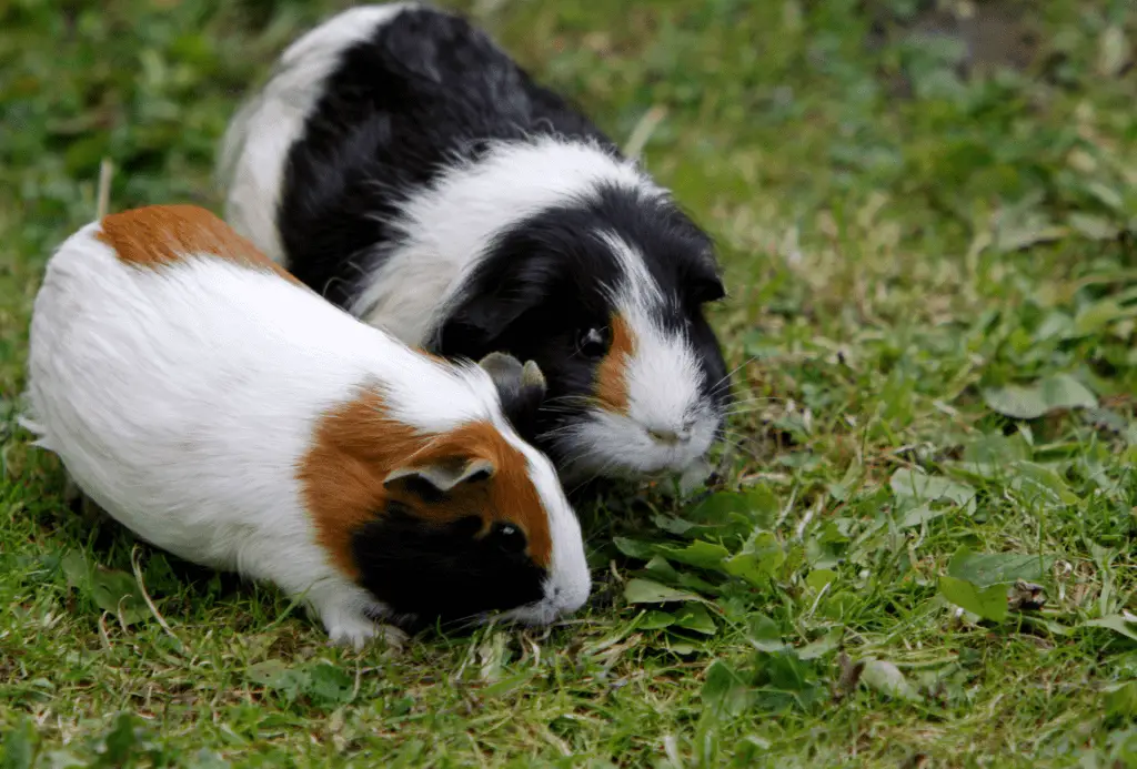 two guinea pigs living together