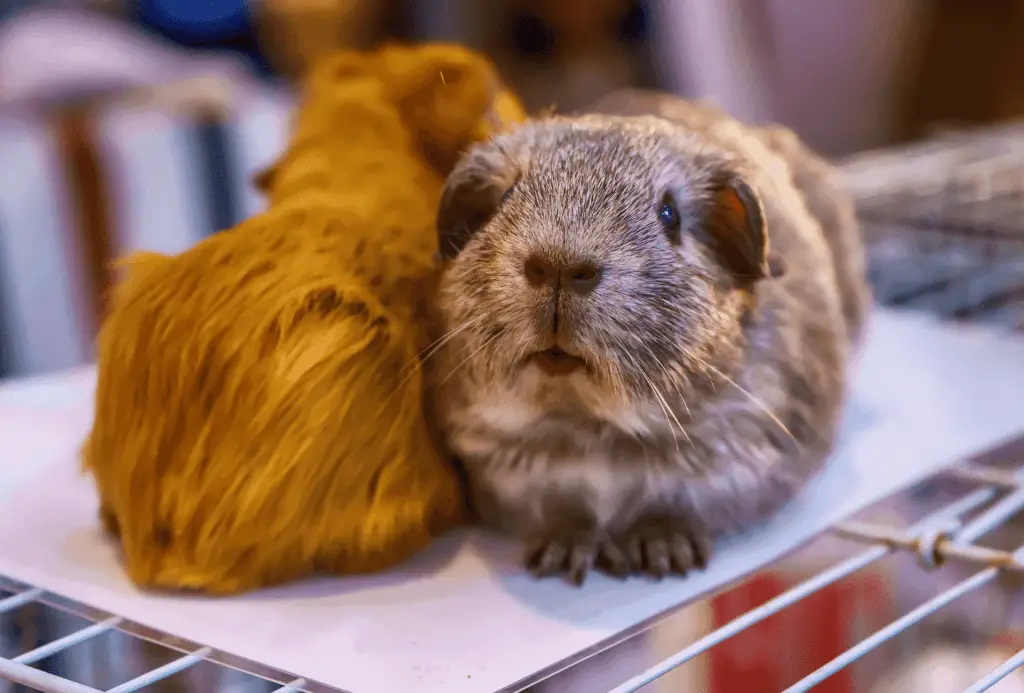 Two guinea pigs on a cage