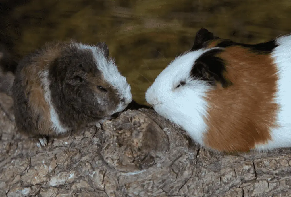 two guinea pigs fighting