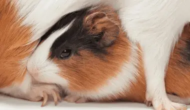 guinea pig babies