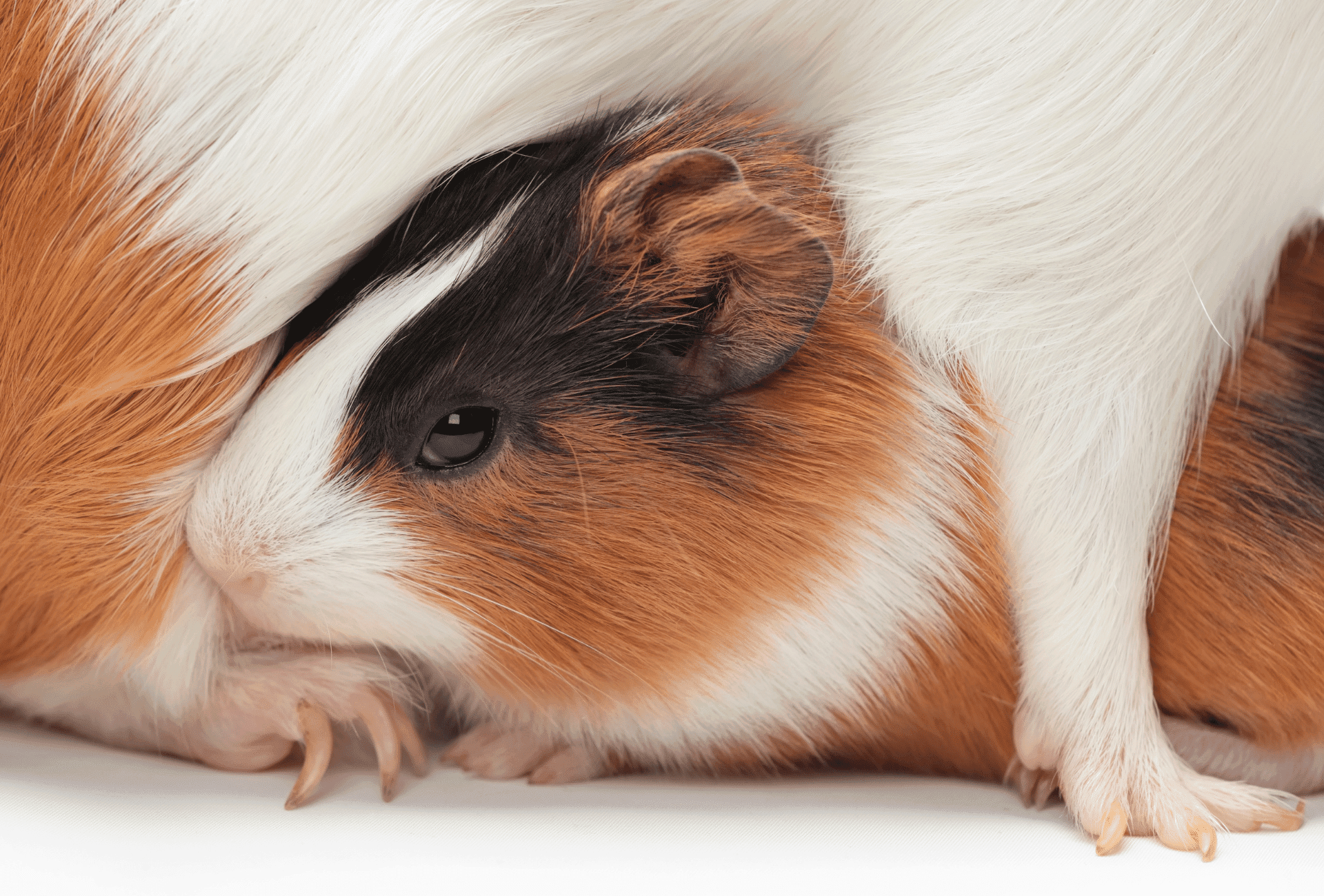 How Many Babies Do Guinea Pigs Have Guinea Pig Site