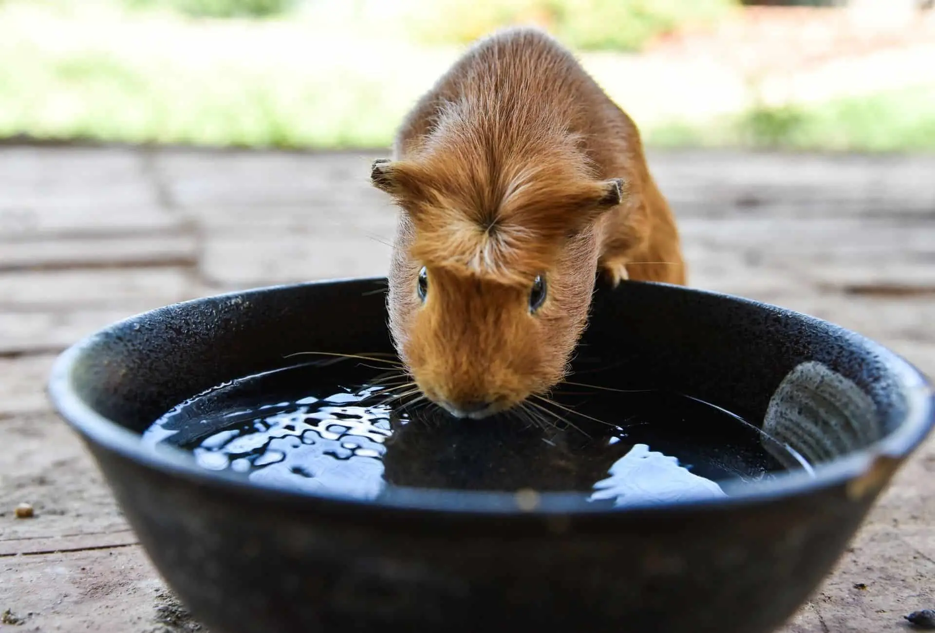 Guinea pig drinking water from a bowl.