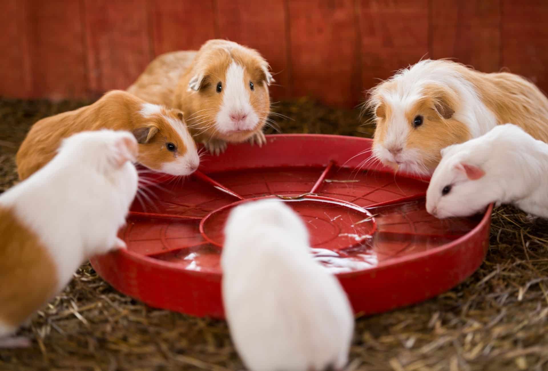 Do Guinea Pigs Like Water? Guinea Pig Site