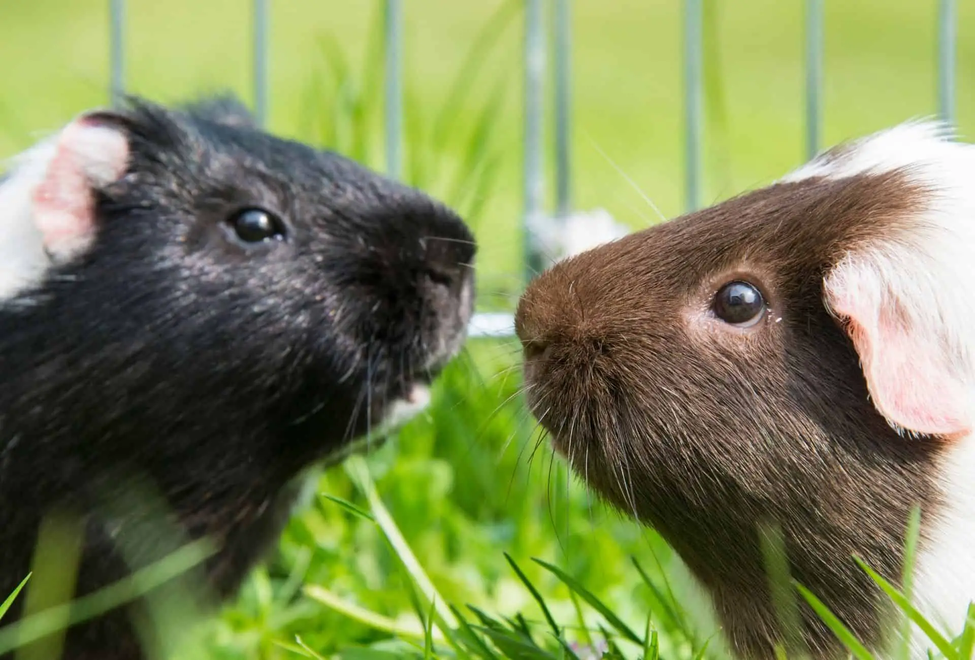 Two guinea pigs nearly touching each other's nose outside in an exercise pen.
