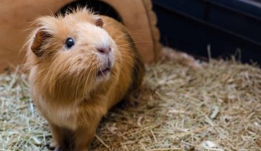 one guinea pig in a cage