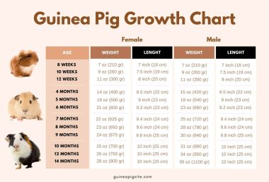 Guinea Pig Growth Chart & Weight Chart - Guinea Pig Site - Nutrients For Guinea Pig Growth