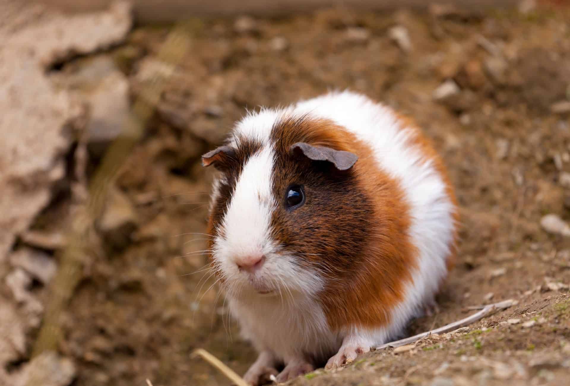 Guinea Pig Growth Chart & Weight Chart Guinea Pig Site