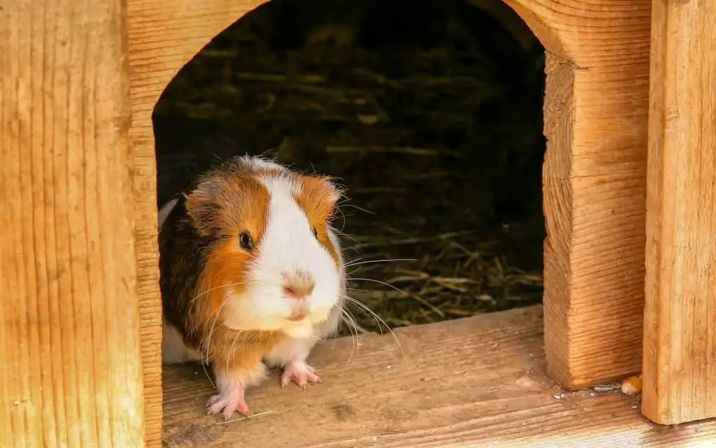 A guinea pig standing in a doorway