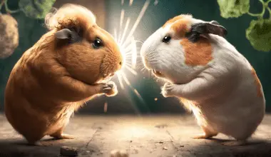 Two guinea pigs fighting each other