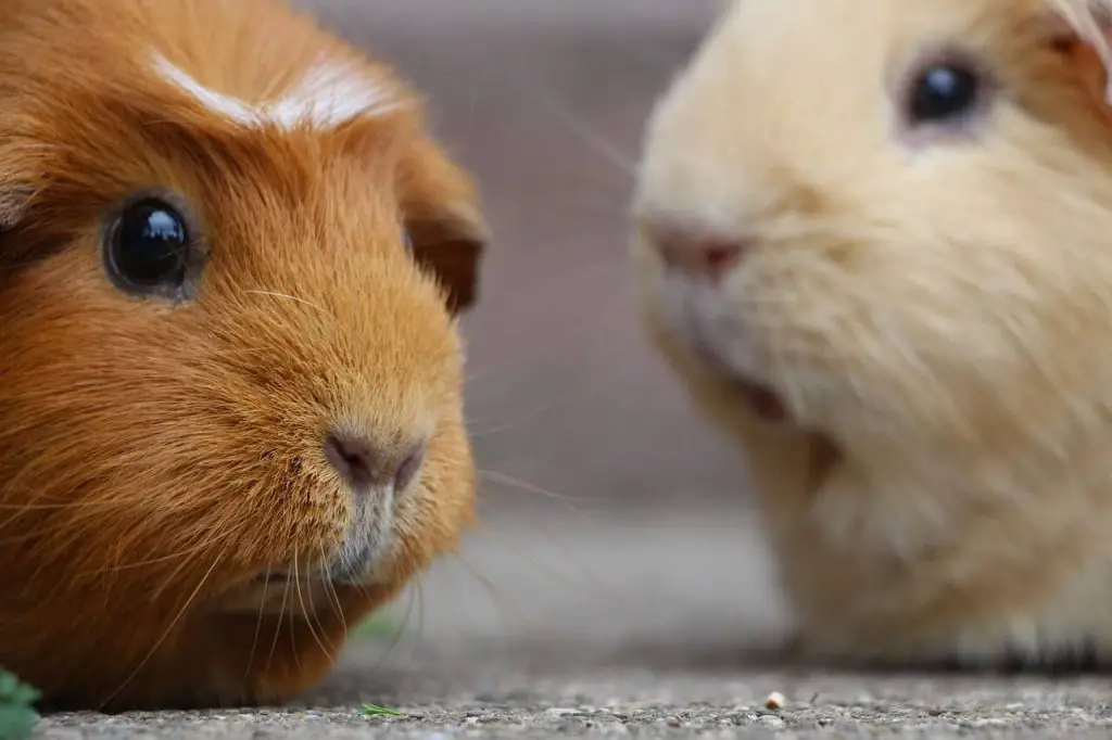 a close up on two guinea pigs