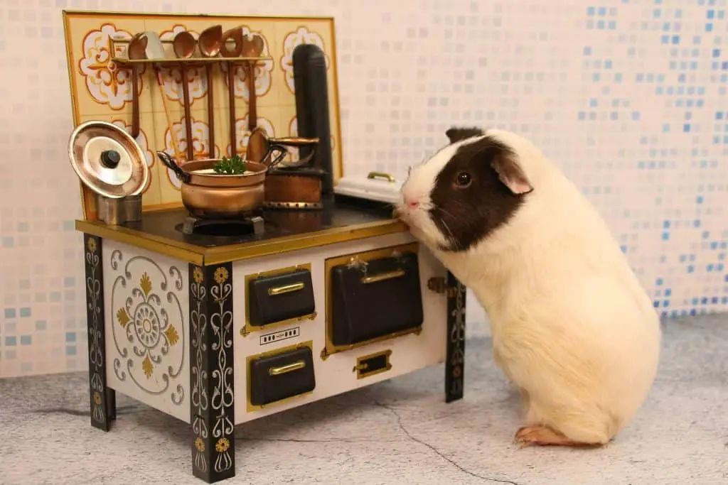 a guinea pig with a miniature oven