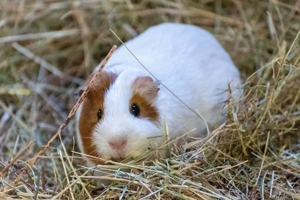 guinea pig in a hay