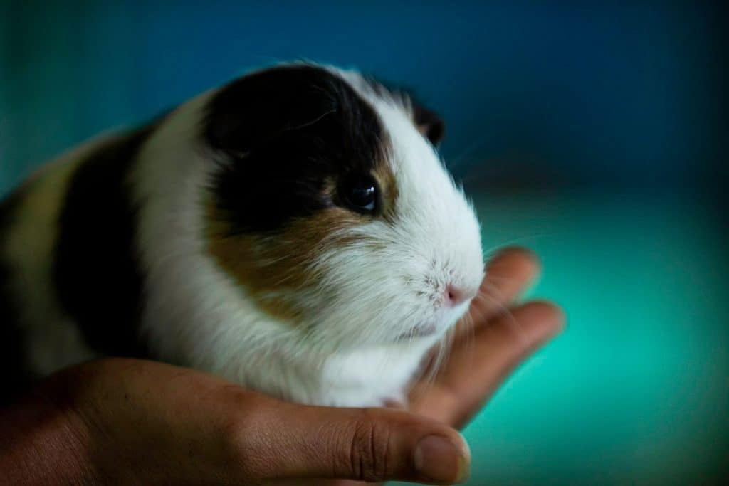 relaxed guinea pig