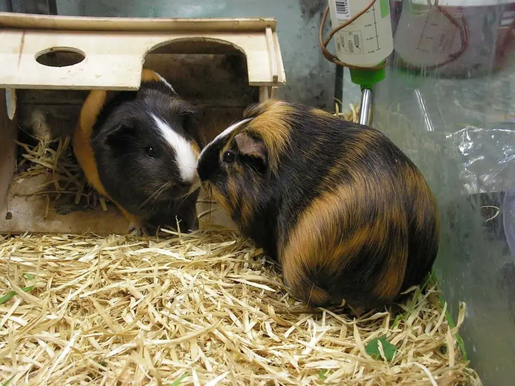 two guinea pigs