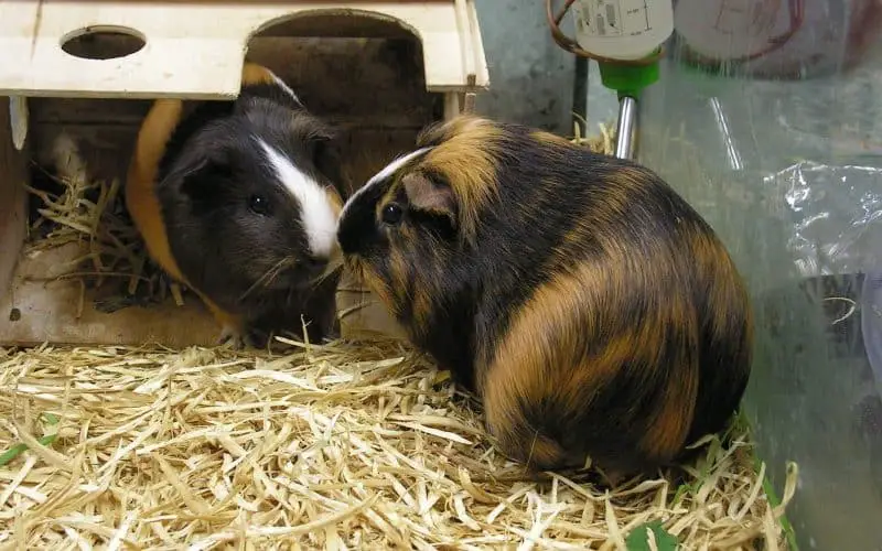 two guinea pigs in a glass cage