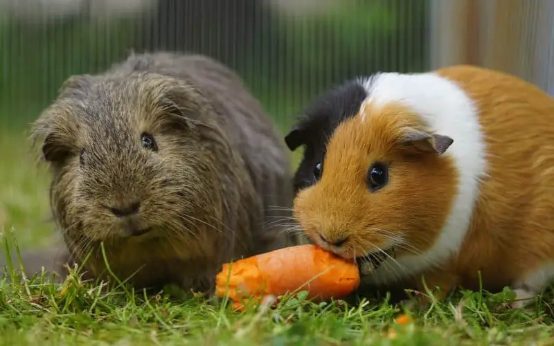 two guinea pigs sharing a carrot