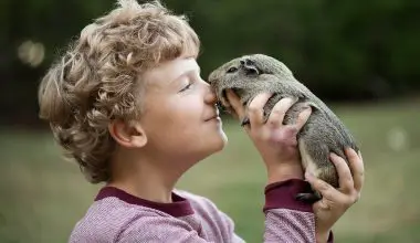 a boy playing with a guinea pig